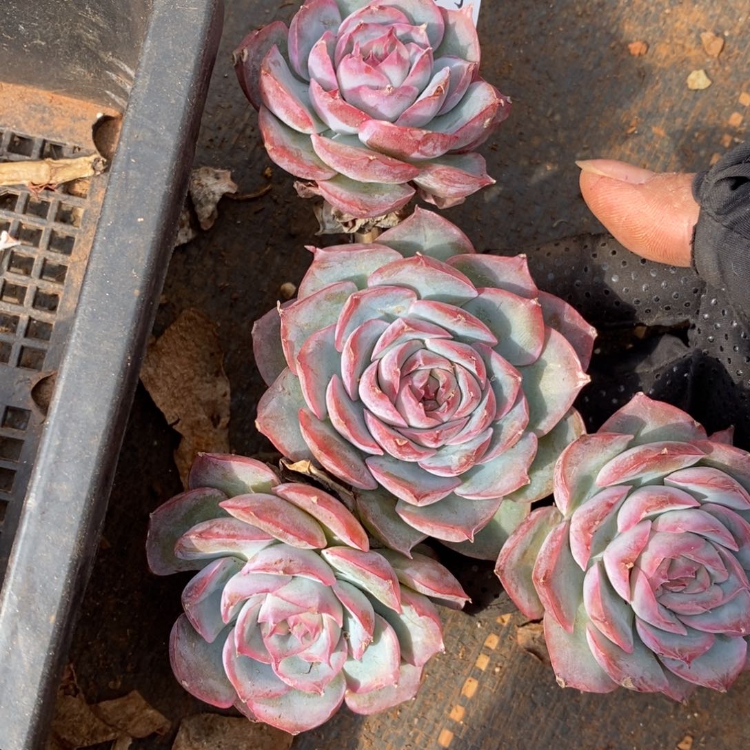 流***莹瑕疵不售后~7261~12厘米