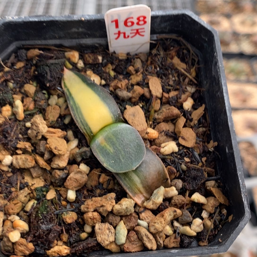 168号卧牛锦多肉植物