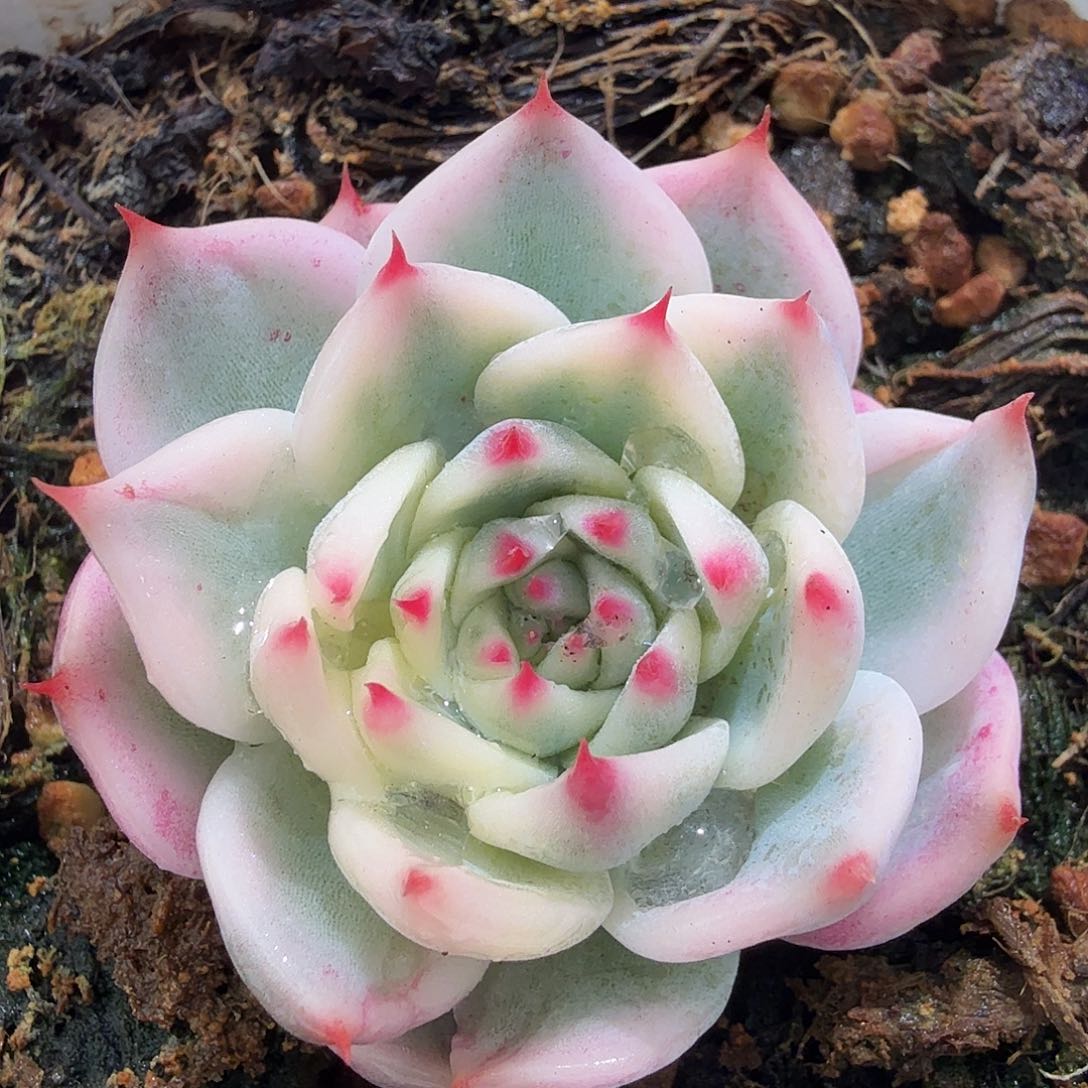 吉娃娃锦，多肉植物