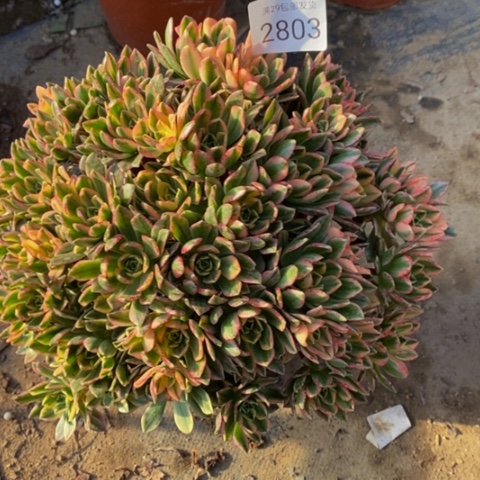 甜茶多肉植物2803
