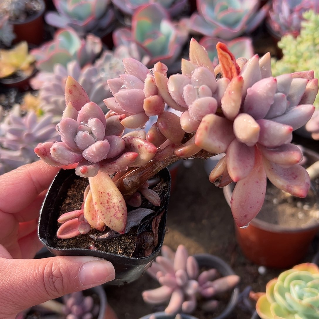 多肉植物多肉植物