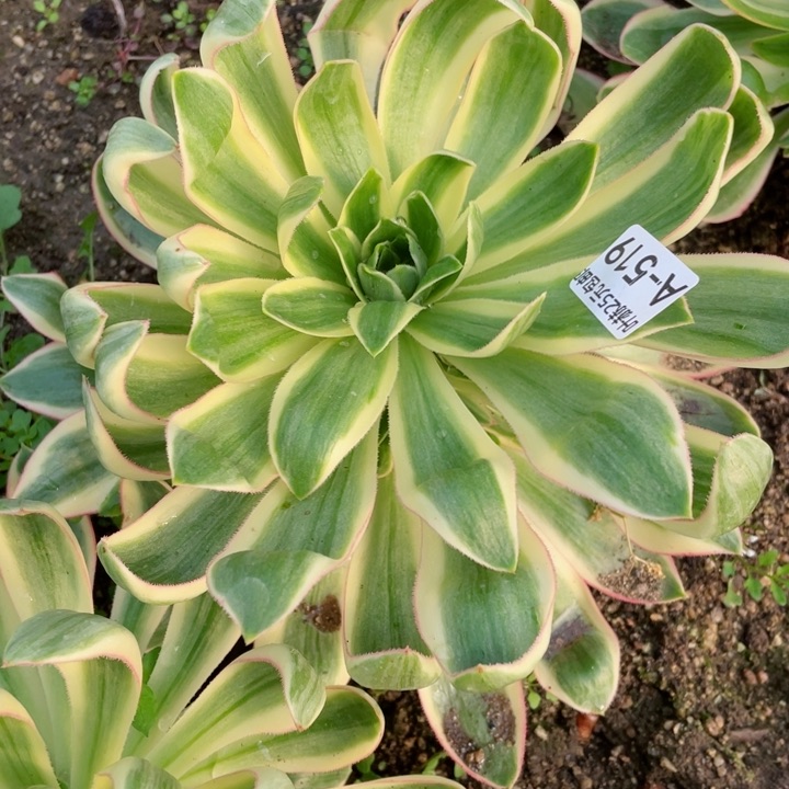 凤519青连多肉12345678