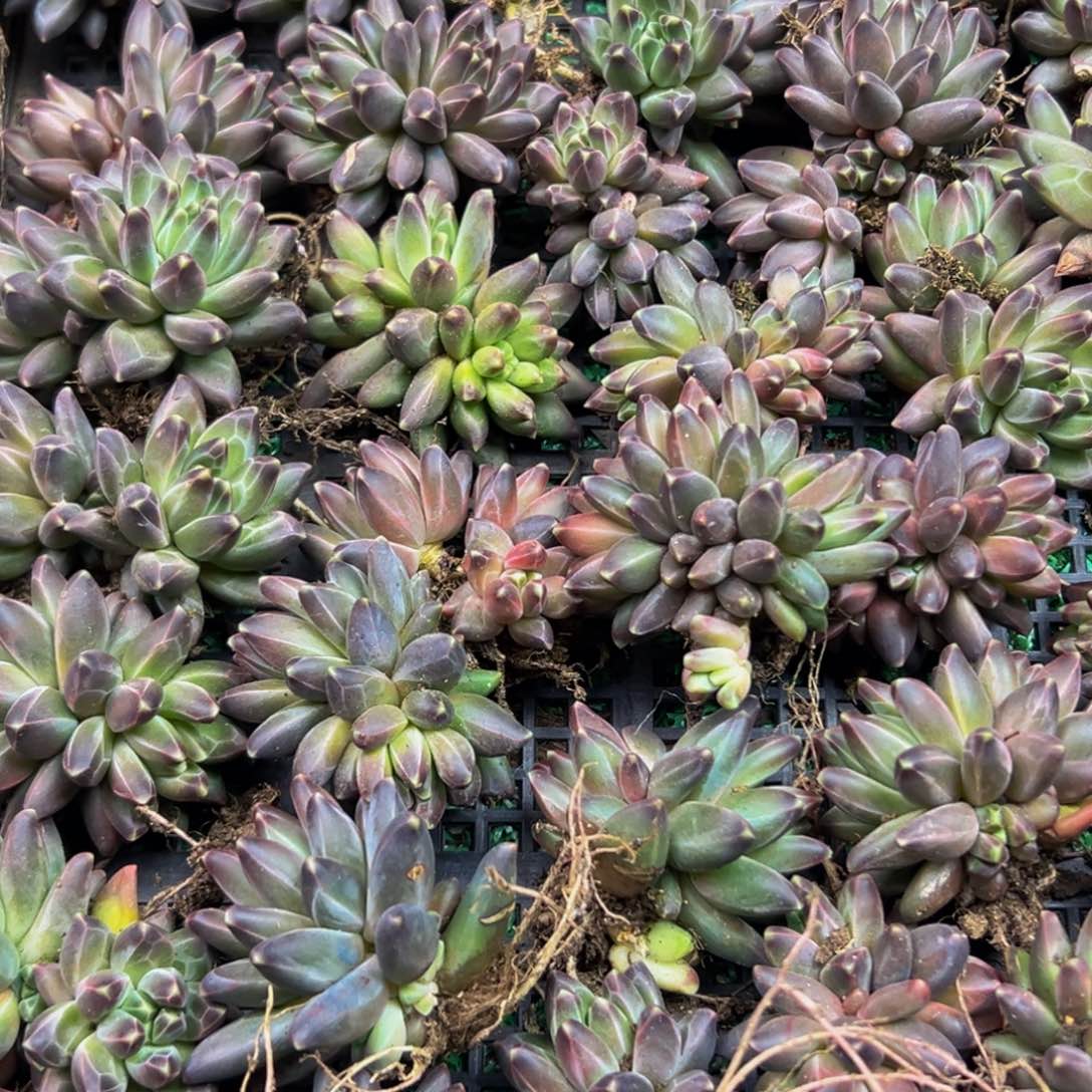 10颗大小不等大小不等