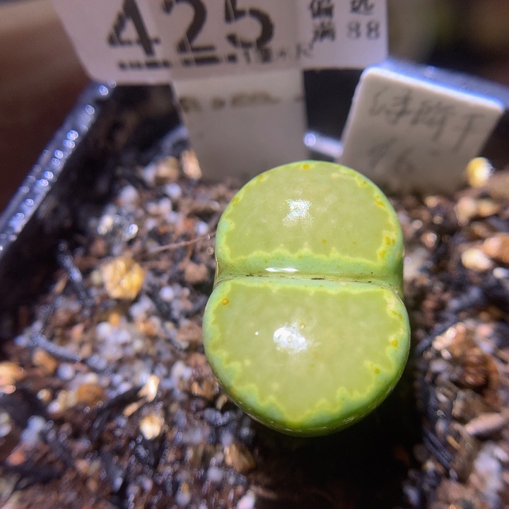 精品生石花218.425