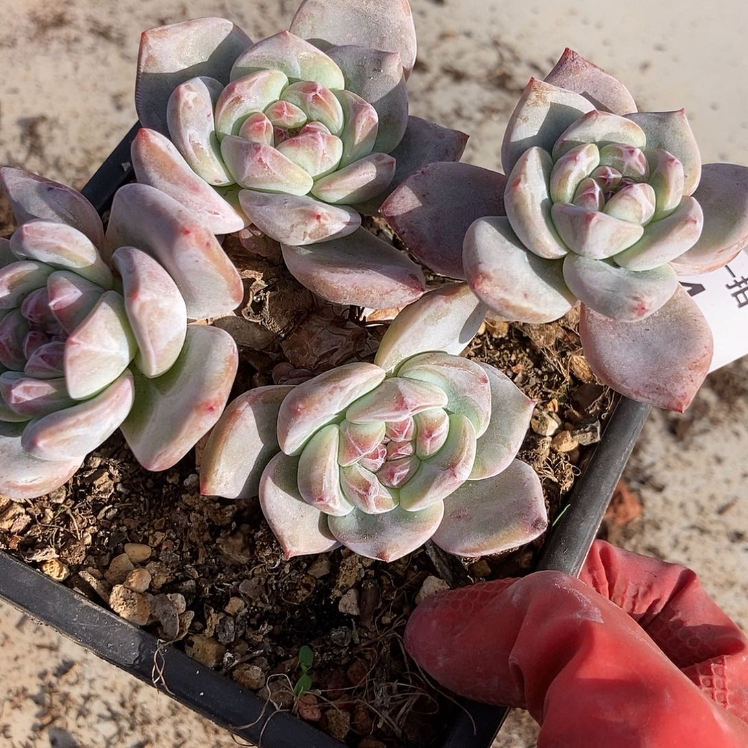 94 一物一拍不退不换