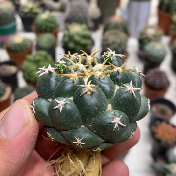 实生豪刺象牙特价