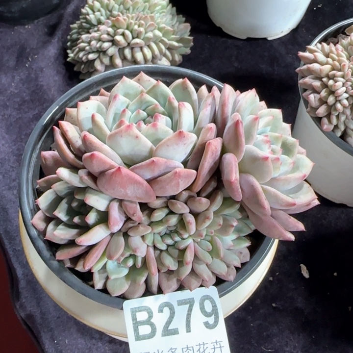 12厘米左右一物一拍的