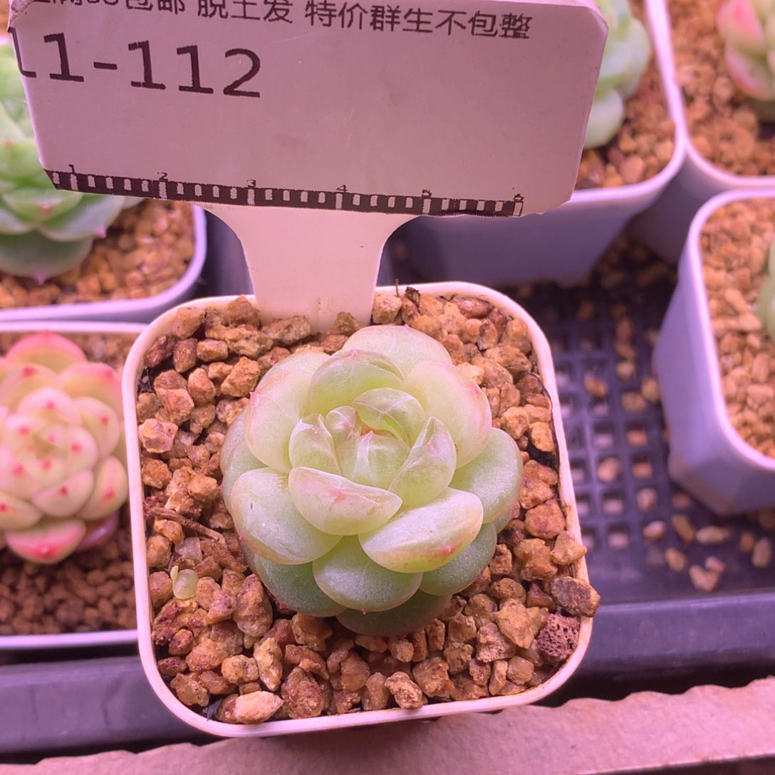 遥遥领先珍妮优选58包邮