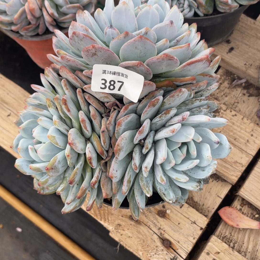 387橙子大三头多肉植物