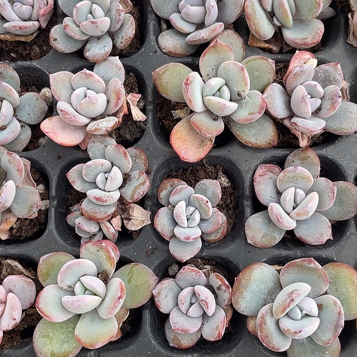 奶茶发3颗满18包邮