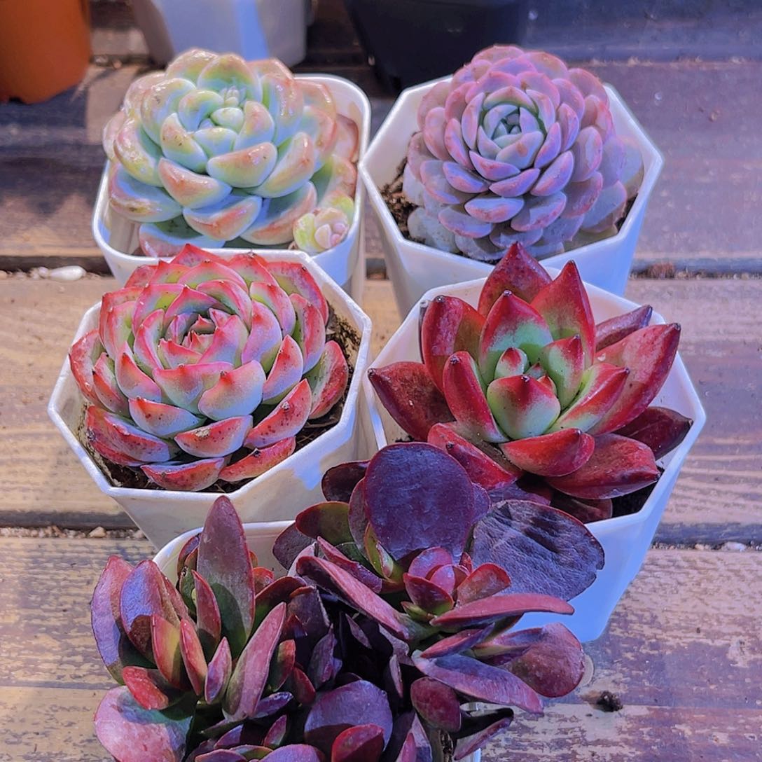 如图五盆1111111111