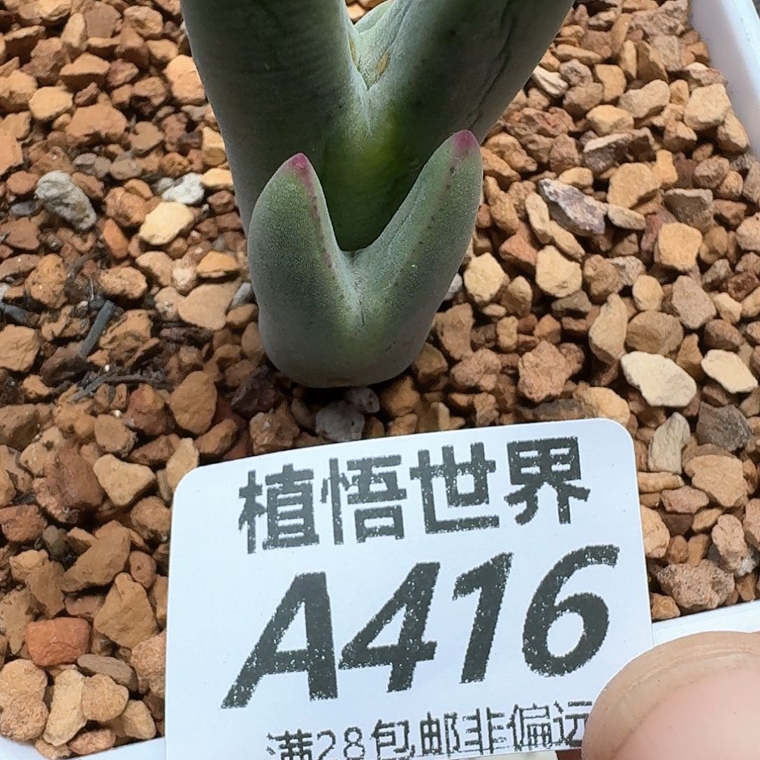 多肉植物的润泽fgbb