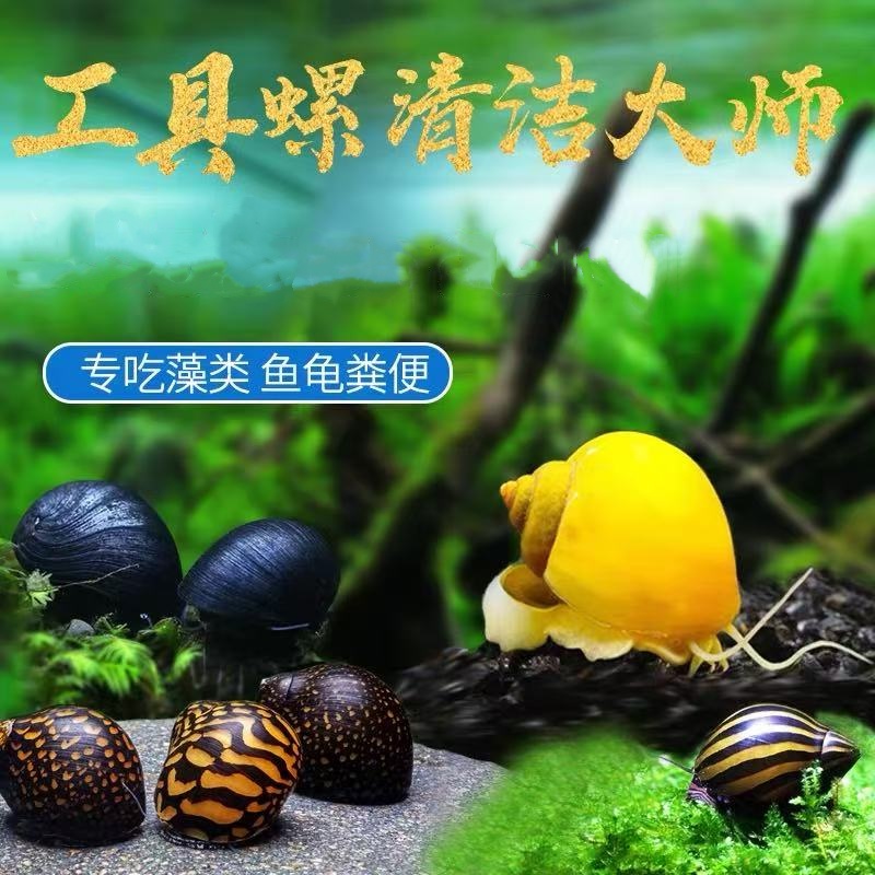 黄金螺淡水观赏螺活体清洁螺除藻清苔工具螺苹果螺不加温吃鱼龟便
