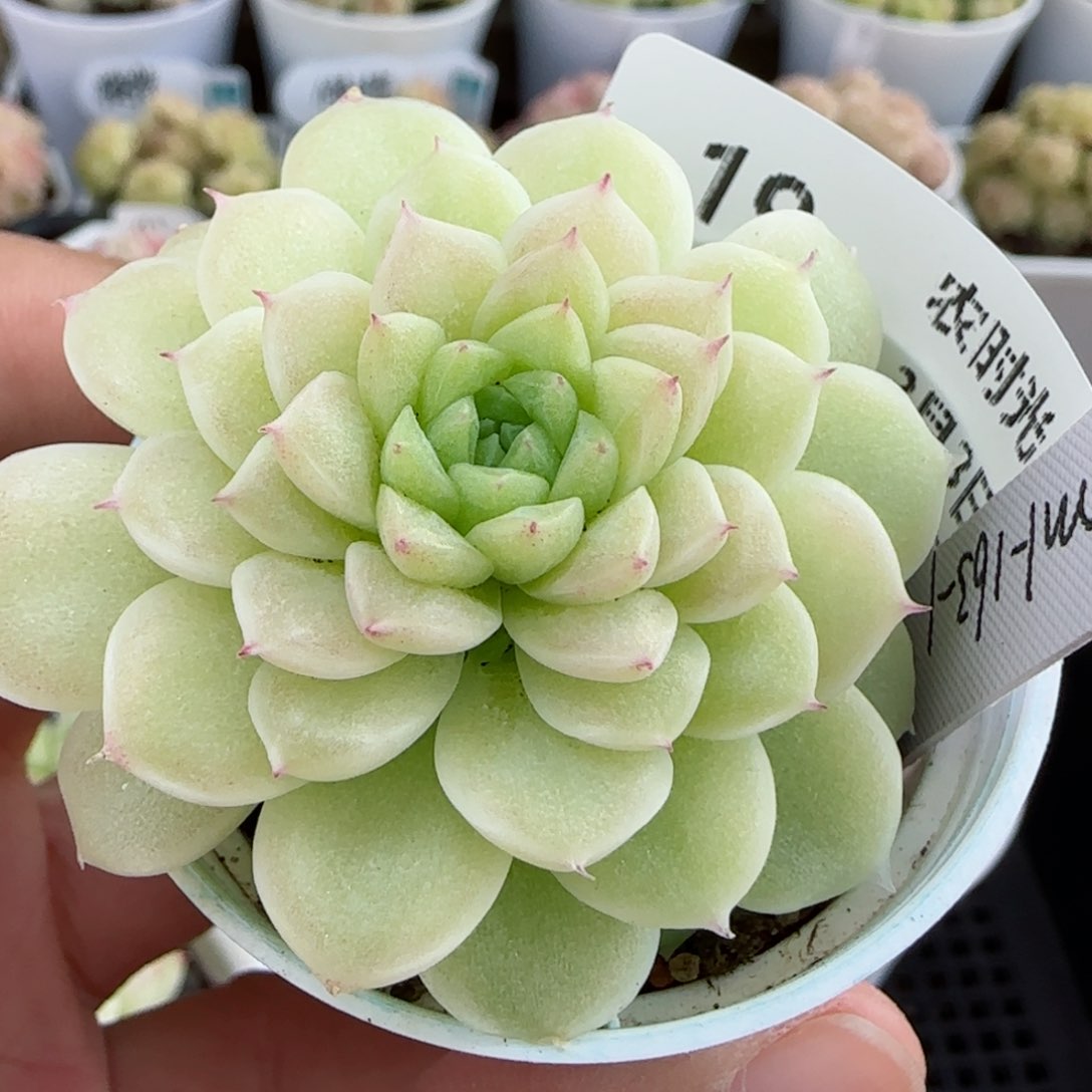 【闪购商品】0303-19（m1-163-1）