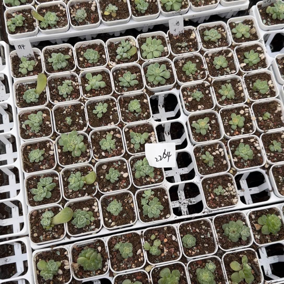2264 号一半托满20包邮