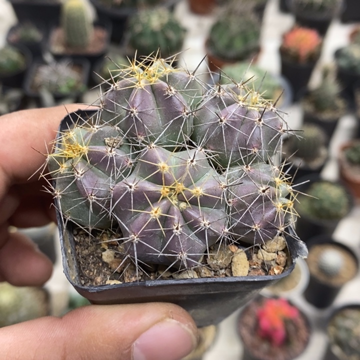 实生微刺虾特价福利2