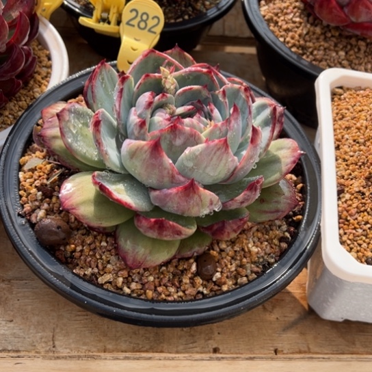 282惊鸿仙子 夏鸣园艺