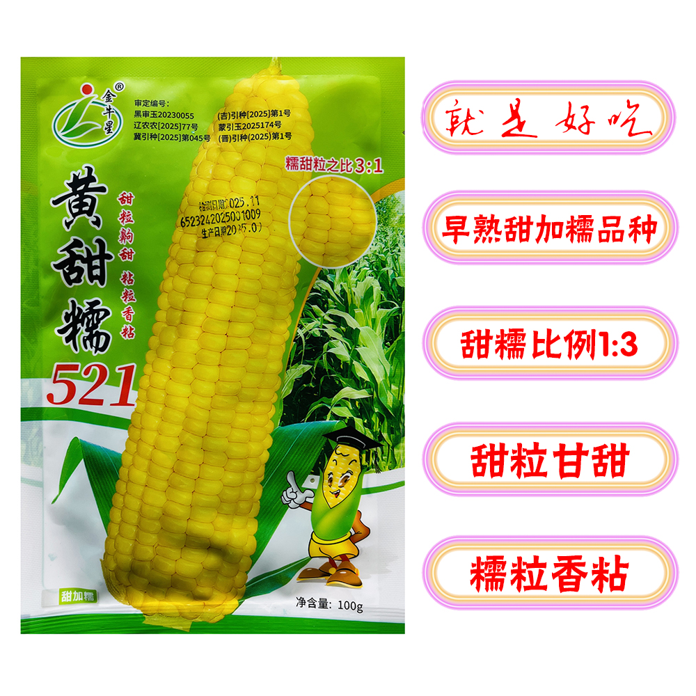 黄甜糯521黄玉米早熟皮薄甜加糯黄玉米种子甜齁香粘黄玉米种子