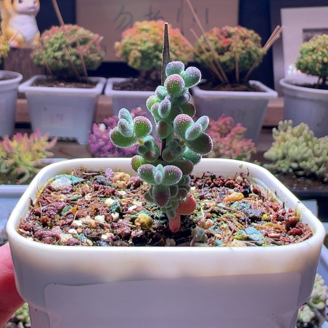 447薄荷莱斯一物一拍包开箱