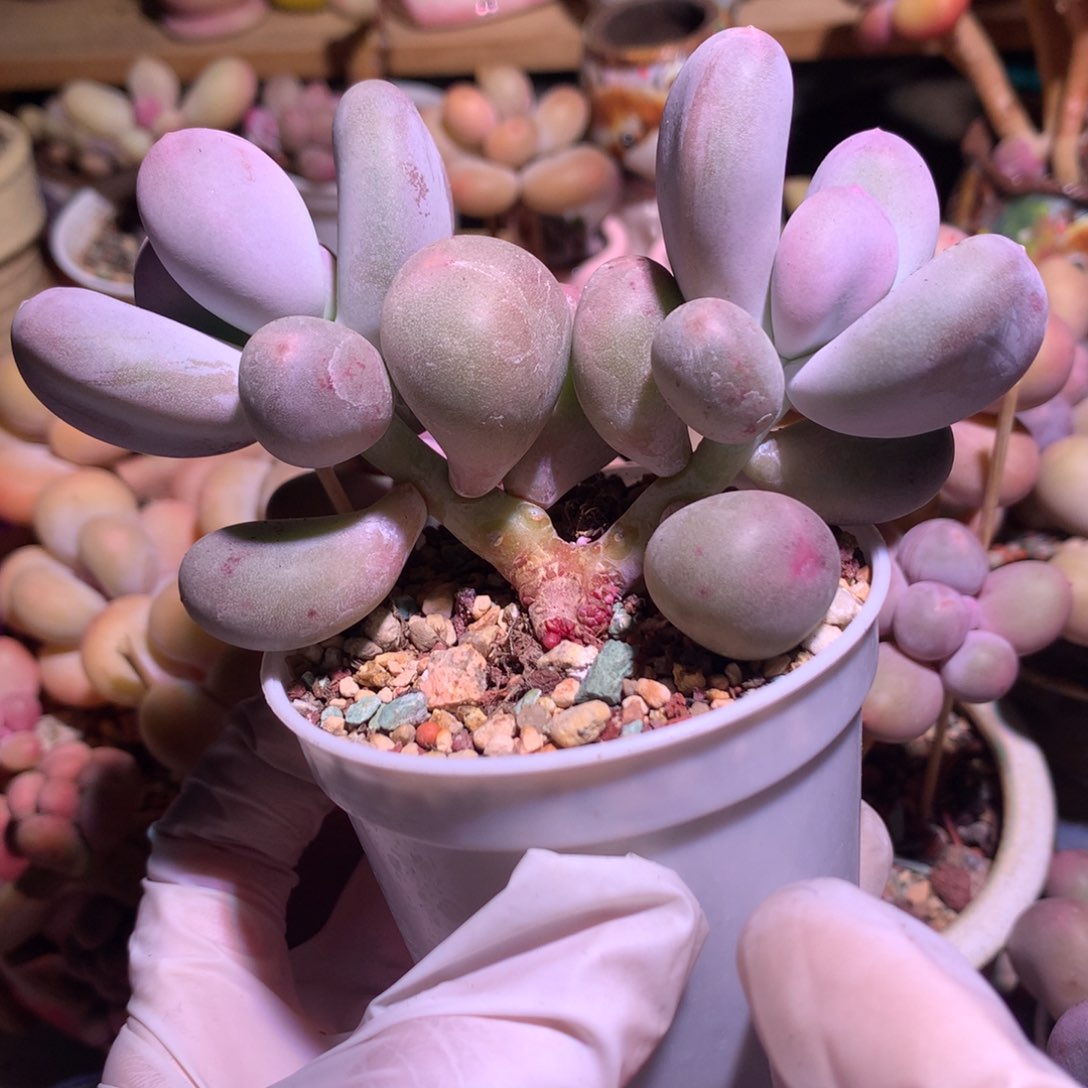 米可奶酪多肉 你可能