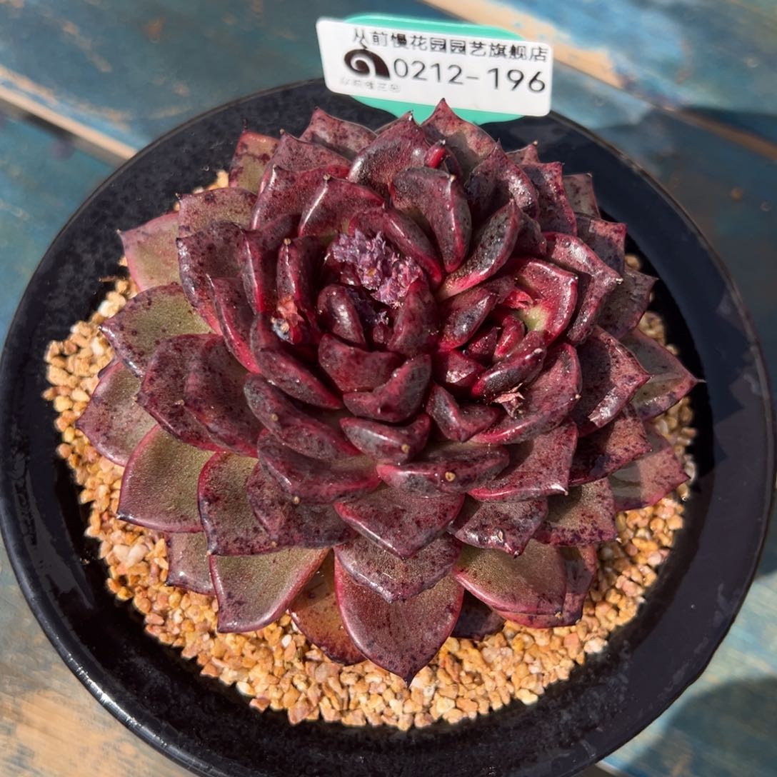 从前慢多肉精选编号0212.196