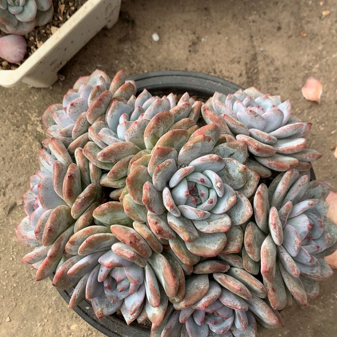 多肉植物石榴籽星影