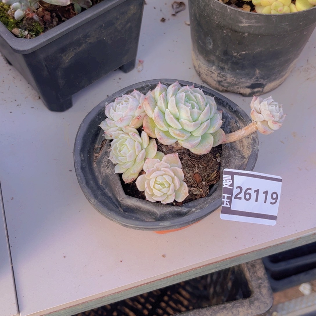 杂多肉植物多肉26119