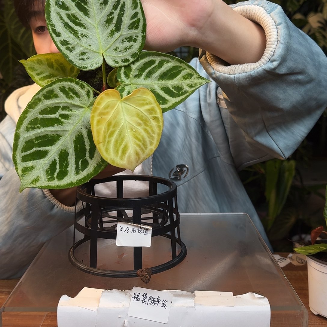 完全开放G71铜锣烧微瑕无售后