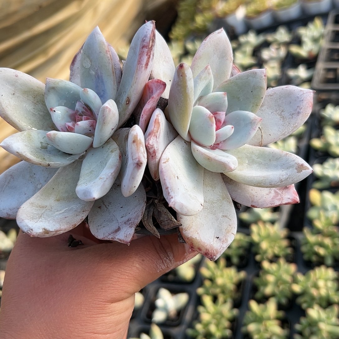 多肉植物多肉植物