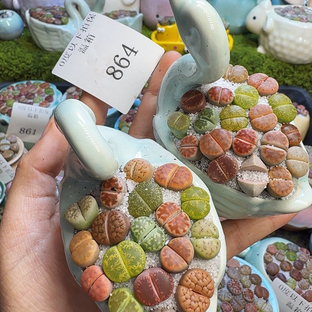 ****意多肉植物开播福利冲864