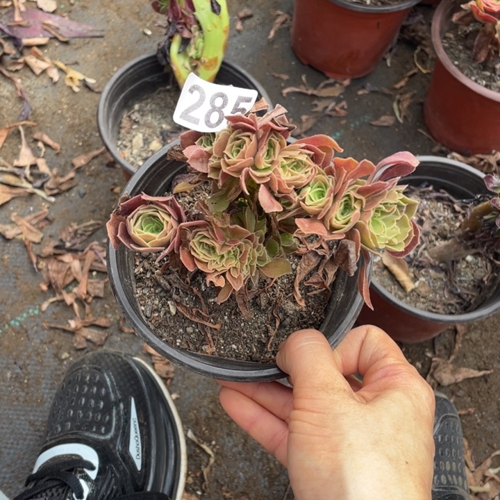 迷你玫瑰朵朵285号10厘米