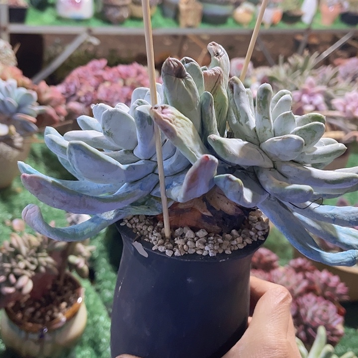 拇指24114多肉植物