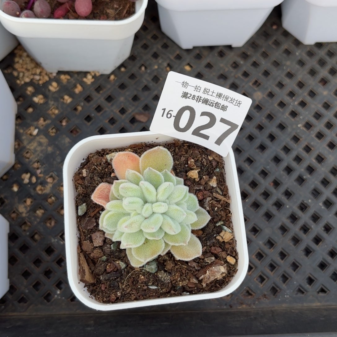 雪晃星缀化多肉多肉