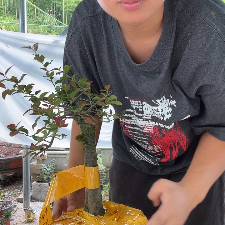 毅***茶无花朵金弹子盆景系列产品