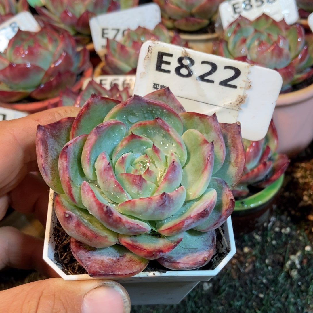 惊鸿一瞥822号楼多的