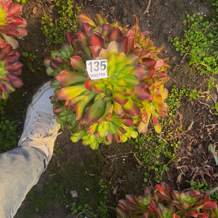 少华花27-21包邮花花