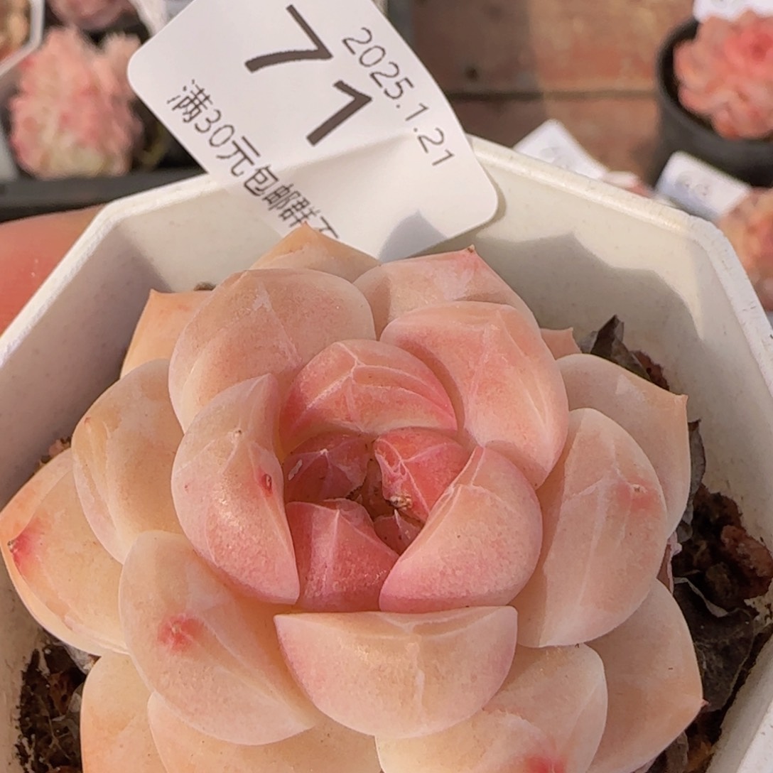 珍妮单头一颗脱土