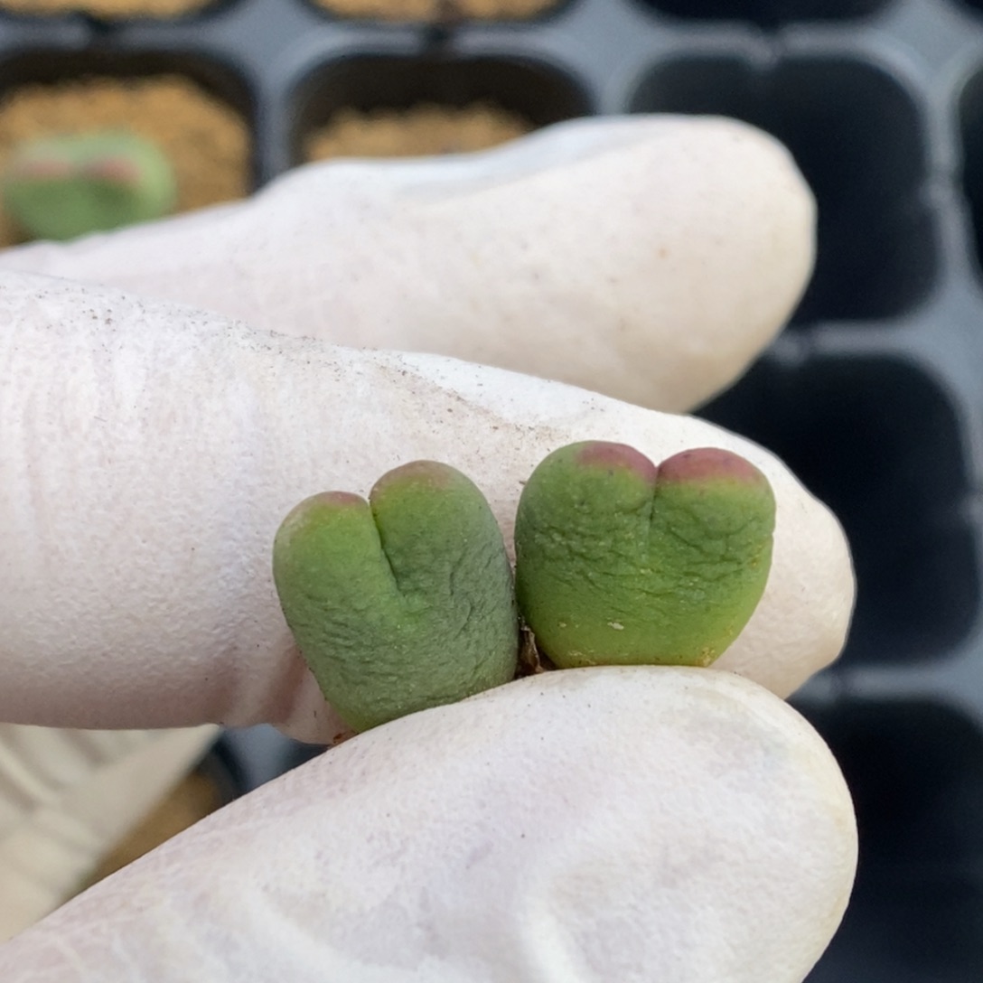 多肉植物肉锥杂交K-020（0.8）两颗