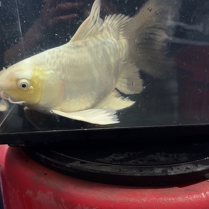 蝴蝶鲤鱼蝴蝶鲤包邮88