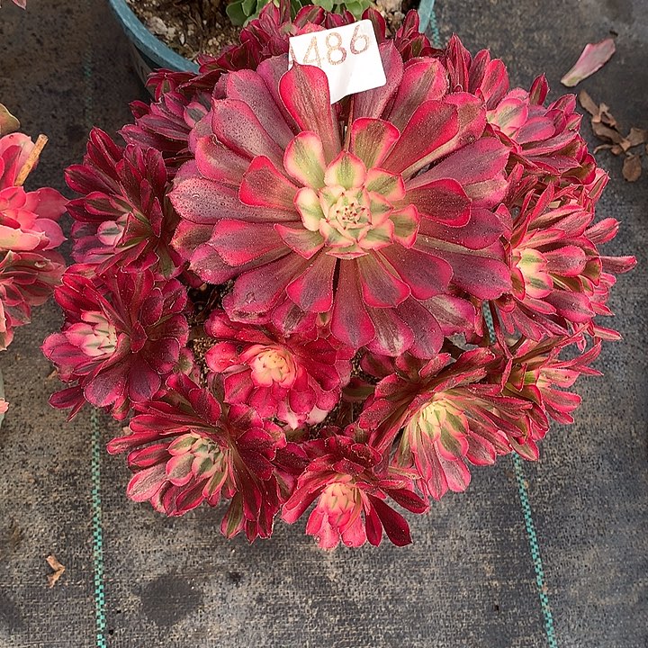 486.红铜吧多肉植物