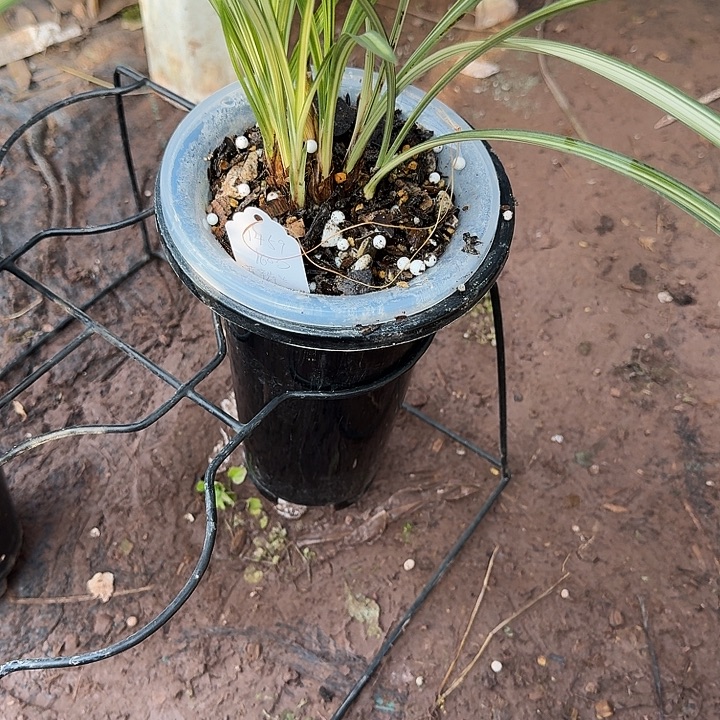 完全开放挺多年伴郎