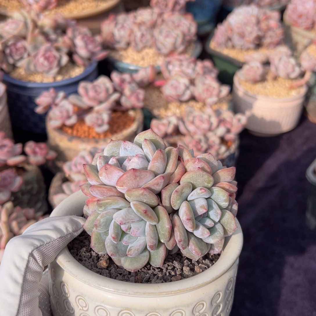 新年快乐 新年快乐