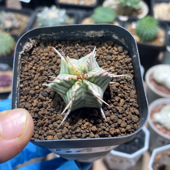 541斑马魁伟玉锦