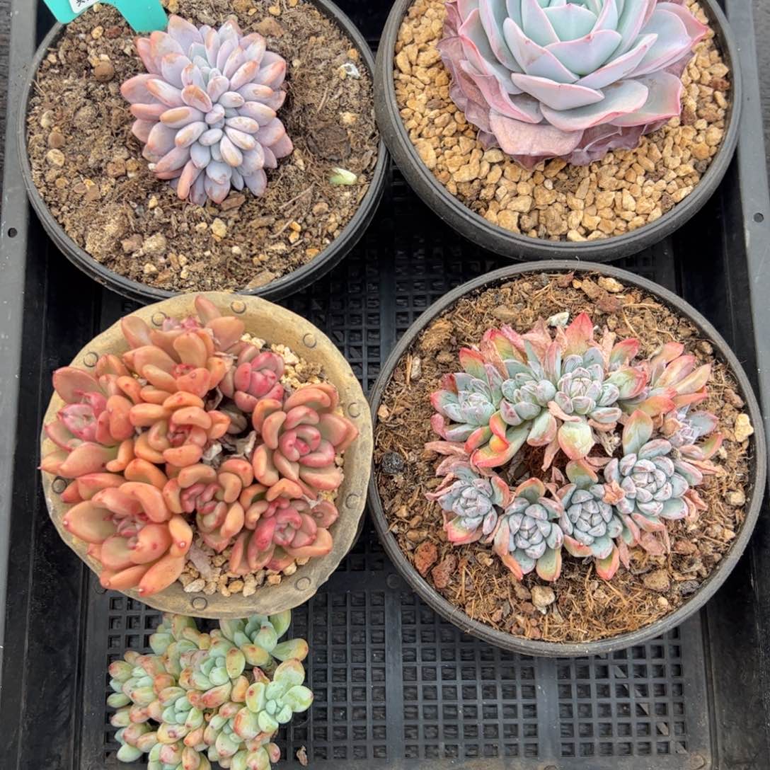 框拍多肉 一物一拍