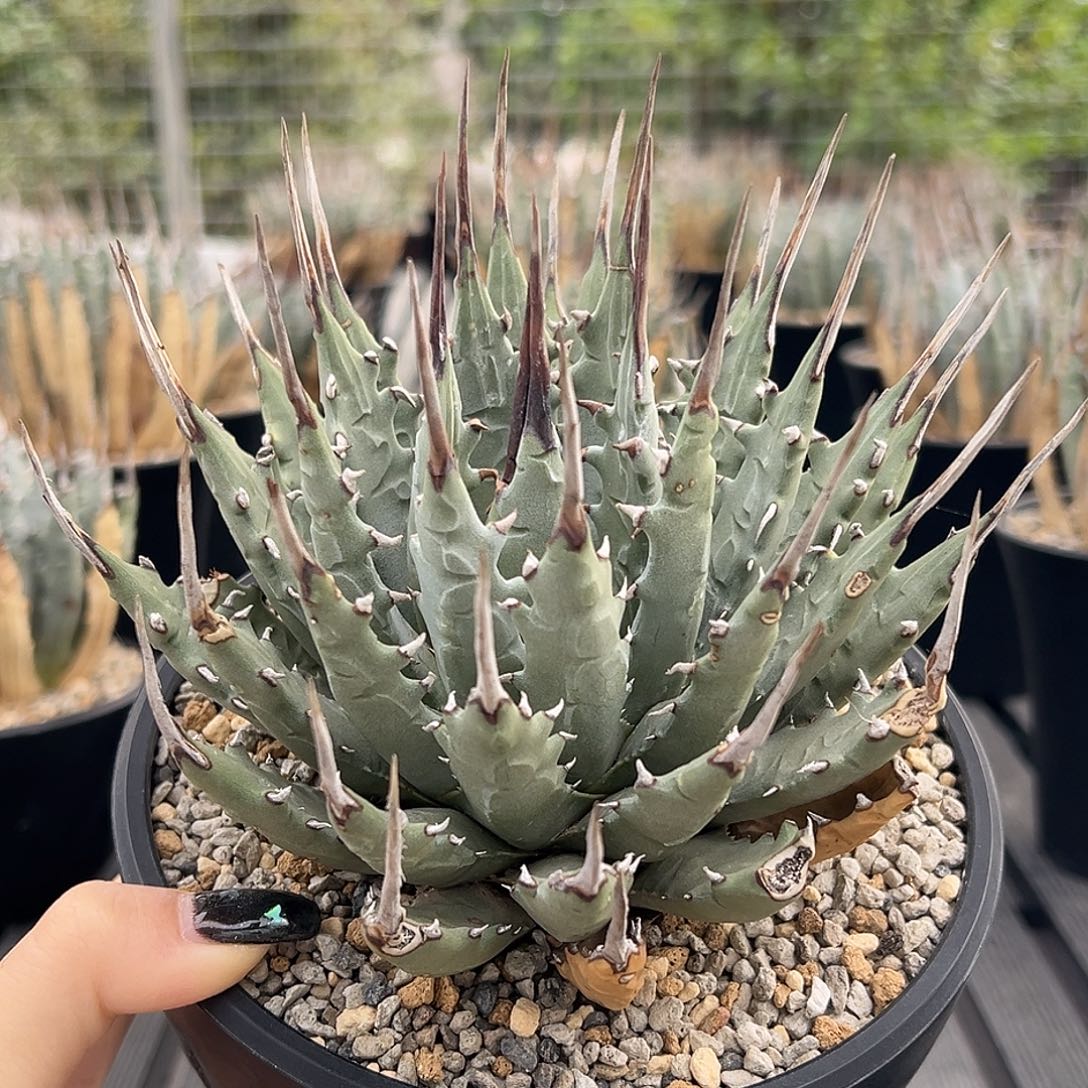 无花朵妖炎熟桩带盆 8折价 大冠服15公分