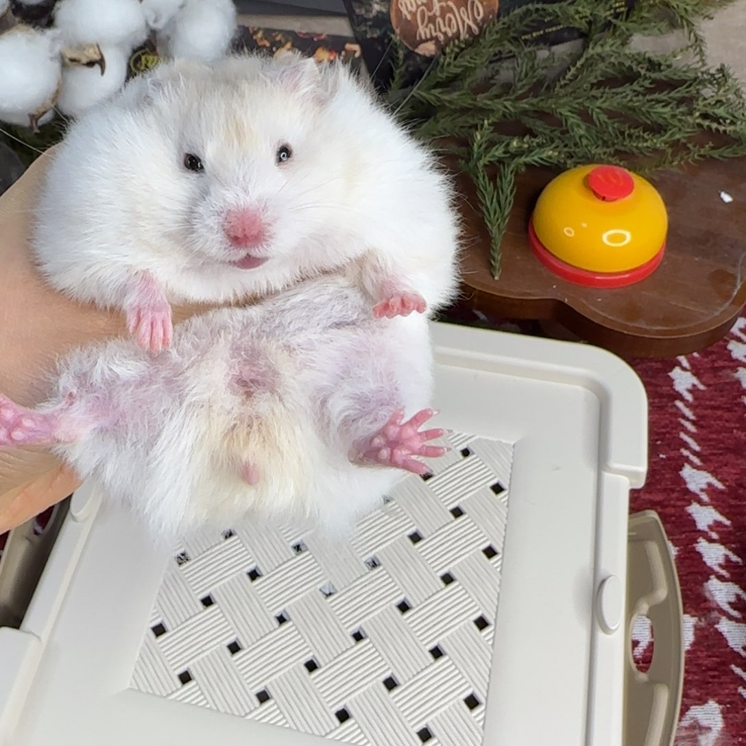 蜜波妹妹10.25生日