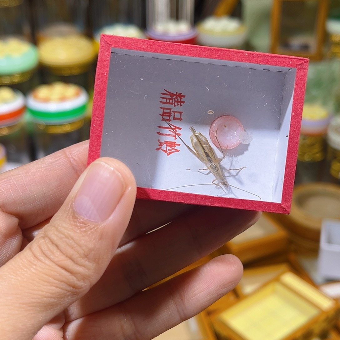 蟋蟀一只红竹蛉哈哈