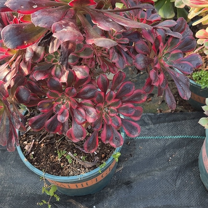 0343丽娜多肉植物