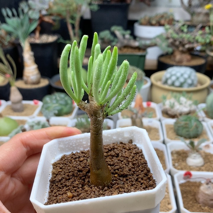 何丽奇峰锦实生带盆