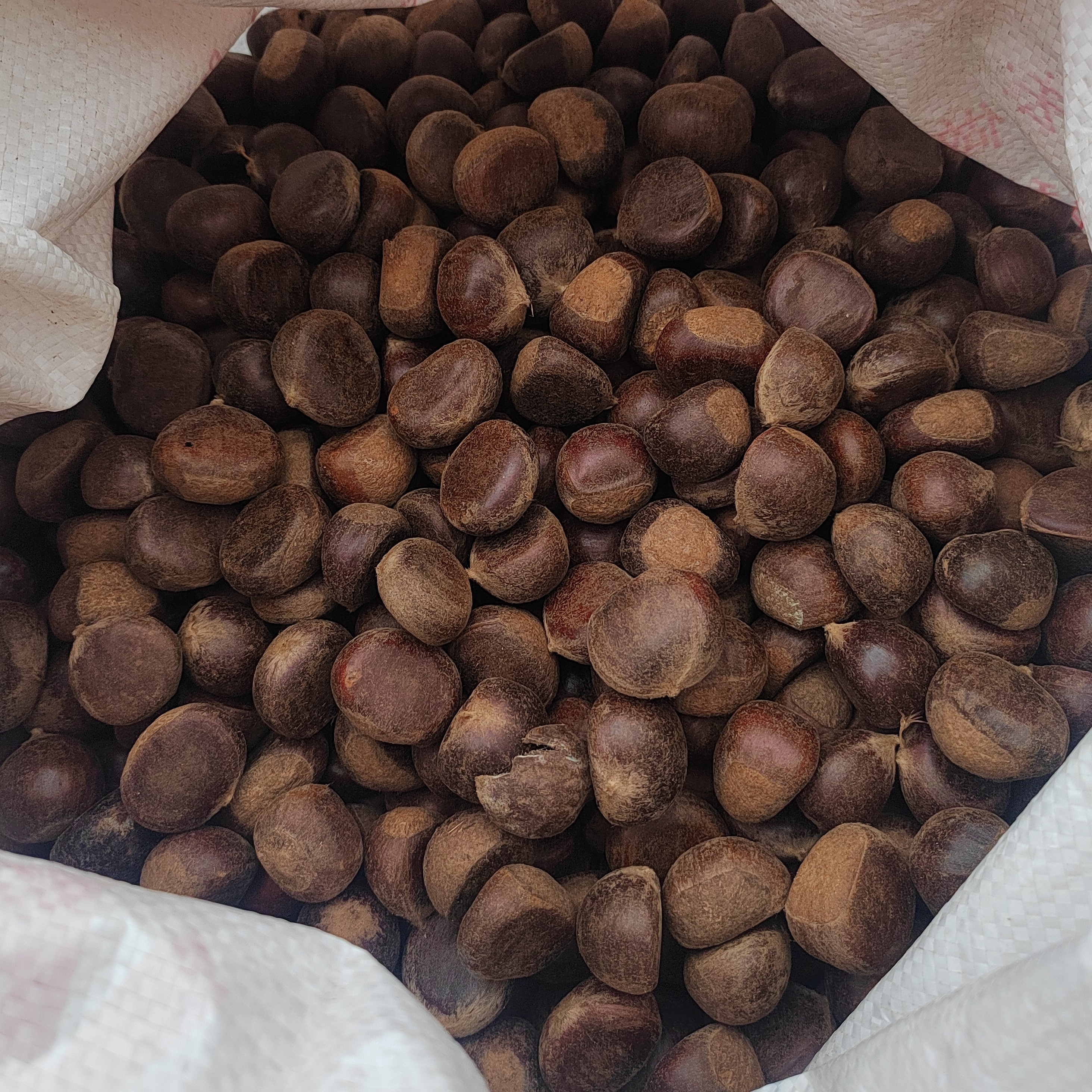 【好剥皮】贵州毕节纳雍高山本地板栗香甜软糯颗颗饱满